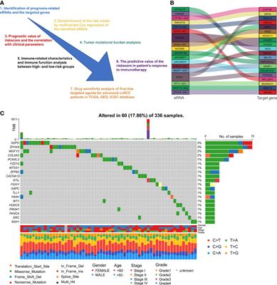 A predictive signature based on enhancer RNA associates with immune infiltration and aids treatment decision in clear cell renal cell carcinoma